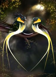 love birds Picture